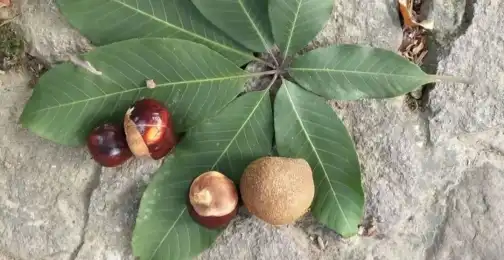 Is horse chestnut extract safe?